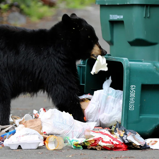 Bear Safety At Home FAQ